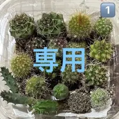 サボテン…ミニサボテン15個以上です