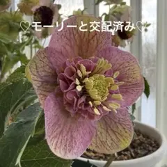 2026年最新】クリスマスローズ モーリーの人気アイテム - メルカリ