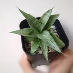 ガレージM様 リクエスト 2点 まとめ商品