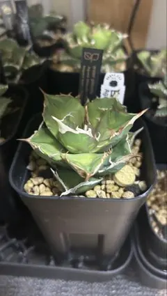 2026年最新】アガベ棚の人気アイテム - メルカリ