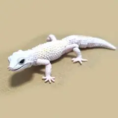 ヒョウモントカゲモドキ　ブリザード　フィギュア