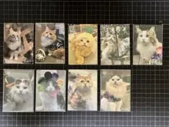 2025年最新】猫カフェmocha トレカの人気アイテム - メルカリ