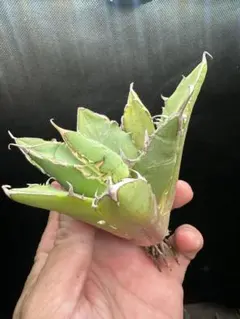 夜久野様 リクエスト 6点 まとめ商品