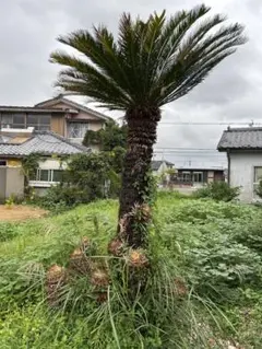 2025年最新】ソテツ 引き取りの人気アイテム - メルカリ