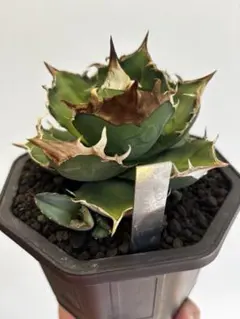 トリケラトプス カクタスグリーン 現物株 子株付き アガベ 検（白犀牛