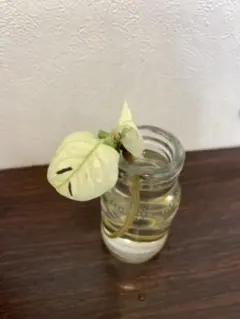 モンステラ マドカズラ フルムーンのサムネイル