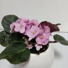 2025年最新】セントポーリア 苗の人気アイテム - メルカリ