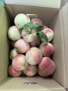 朝採りまどか5kgクール便発送 - メルカリ