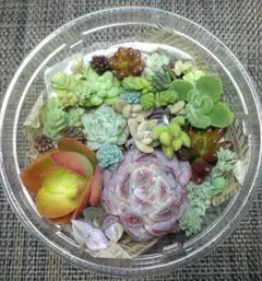 多肉植物　寄せ植えセット　カット苗　多肉弁当