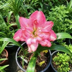 仄香りアマリリス 一葉扁舟 大輪八重咲き 開花球根 ・（直径約:4.7）のサムネイル