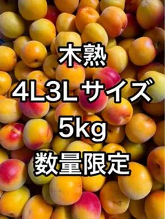木熟‼️和歌山県産 木熟南高梅 超大玉‼️4L3Lサイズ 5kg みかんキング