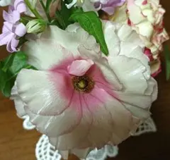ラナンキュラス　ラックス　アリアドネ　挿し穂　挿し芽　挿し木　3本のサムネイル