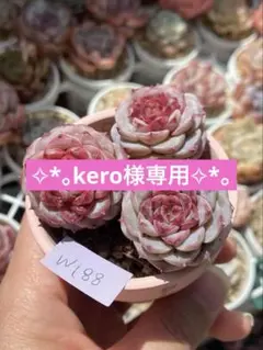kero様 リクエスト 3点 まとめ商品