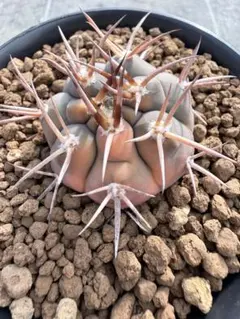 2025年最新】魔天竜の人気アイテム - メルカリ