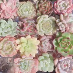 目玉商品♡ 多肉植物　韓国苗　15苗セット♡