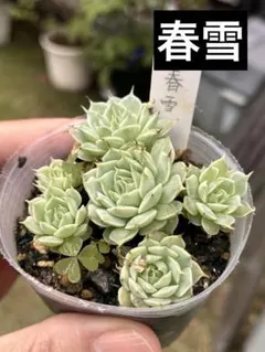 春雪 多肉アン苗のサムネイル