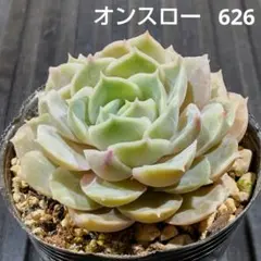オンスロー(オウンスロー) 626 エケベリア 多肉植物 抜き苗
