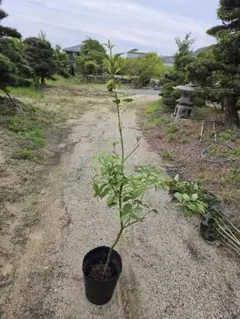 ☀【マカダミアナッツ取り木】 【整理訳あり特価販売】 取り木2年生苗