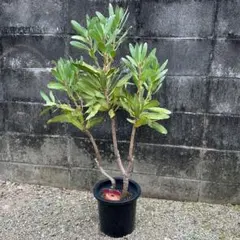 現品1点物の幹極太でつぼみたくさんのプロテア・ポッサムマジック