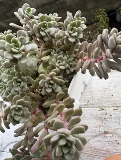 つぶつぶ屋 札付き⭐️群生 お静⭐️多肉 エケベリア つぶー 寄せ植え つぶつぶ屋 札付き⭐️群生 お静⭐️多肉 エケベリア つぶー