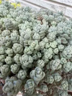 多肉植物 セダム 木立性ブレビフォリウム 15カット - メルカリ