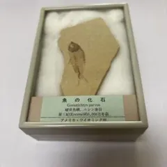 2025年最新】魚化石の人気アイテム - メルカリ