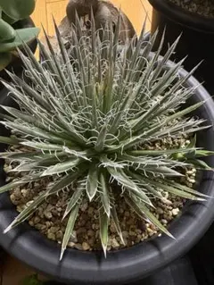 2025年最新】アガベ樹氷の人気アイテム - メルカリ