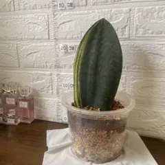 サンスベリア Sansevieria scimitariformis R944 - メルカリ