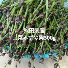 ミズの実 ミズのコブ 山菜 朝採り 400g 青森県産 - メルカリ