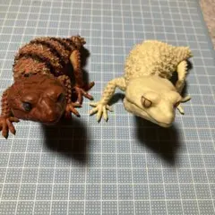 オニタマオヤモリ フィギュア　2種セット