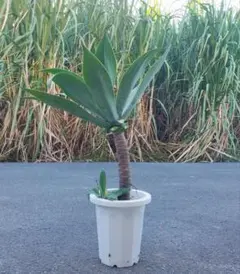 アガベ アテナータ　 大株　引き取り希望 アガベ アテナータ 大株 引き取り希望 観葉植物