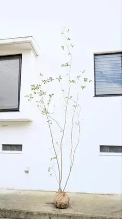 山採りアオダモ株。 アオダモ株立・山採り物 樹高約1.50m | 常緑ヤマボウシなどの