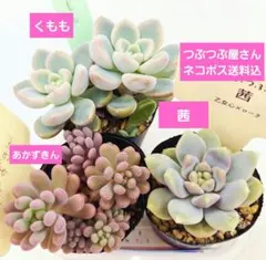 ㊲茜あかね❣️あかずきん❣️くもも❣️発根済!つぶつぶ屋さん ネコポス送料込