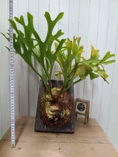 超極大+美品 ビカクシダ P.willinckii 'Jewel' spore - メルカリ