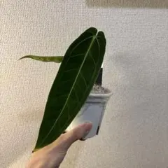 に*物様 アンスリウム　ワロクアーナムのサムネイル