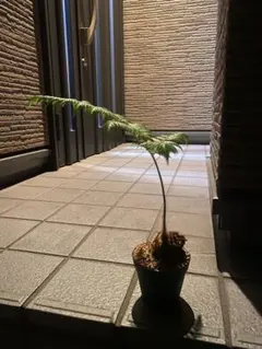 光触媒 人工観葉植物 ウォールグリーン フェイクグリーン ボストン 