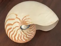 オウムガイの標本箱 楽天市場】オウムガイ 化石 アンモナイト オウムガイ オウム貝