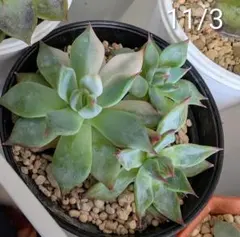 2025年最新】チワワエンシス錦の人気アイテム - メルカリ