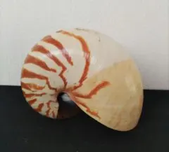 天然 オウムガイ 殻 標本 インテリア 貝殻 18cm 自然素材 - メルカリ