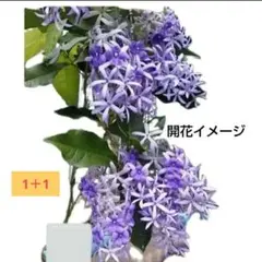 2025年最新】ペトレア・ヴォルビリスの人気アイテム - メルカリ