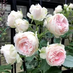 ツボミ付き○冬梅乃子 バラ苗 メルカリ便 - メルカリ