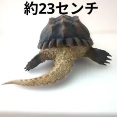 2026年最新】動物の惑星 ワニガメの人気アイテム - メルカリ
