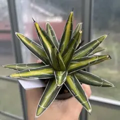 2025年最新】笹の雪錦の人気アイテム - メルカリ