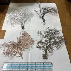 深海植物9-11