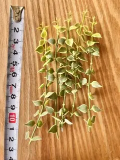 メルカリ祭　アリ植物 Dischidia sp. 開花中　モリモリの株 2026年最新】dischidiaの人気アイテム - メルカリ