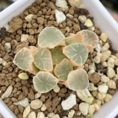 多肉植物 ハオルチア 万象錦糊斑