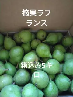 摘果ラフランスのサムネイル