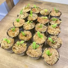 2026年最新】auburn riverの人気アイテム - メルカリ