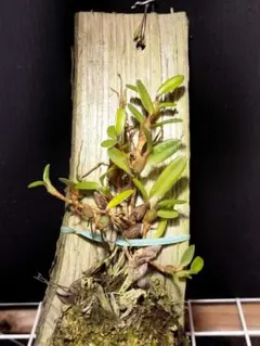 ベビースター様 リクエスト 3点 まとめ商品