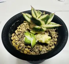 2025年最新】アガベピンキーの人気アイテム - メルカリ